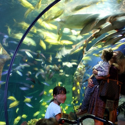 Projekti: Seattelski akvarij